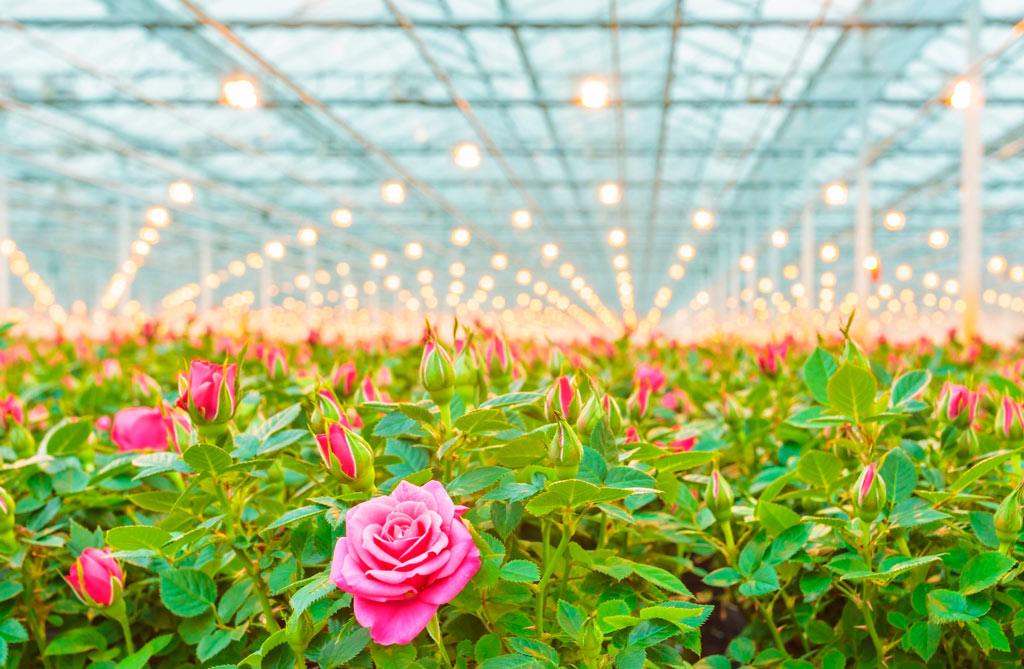 Pink roses field